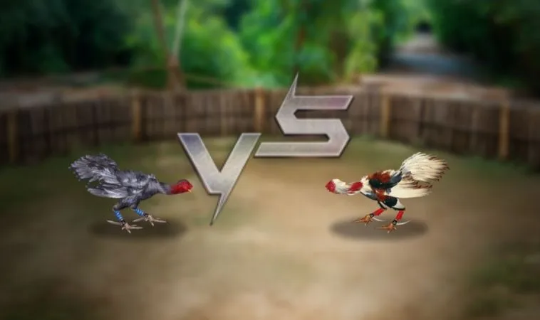 Đá Gà 3D Tại VN86