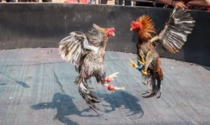 Đá Gà WS168 tại VN86