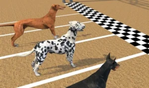 Đua Chó Tại VN86