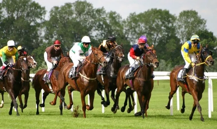 Cần tìm hiểu kỹ về bộ môn đua ngựa VN86 trước khi tham gia cá cược